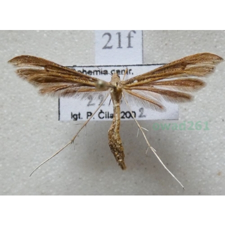 Stenoptilia pterodactyla (Linnaeus, 1761) Piórolotek brązowy Czech21f